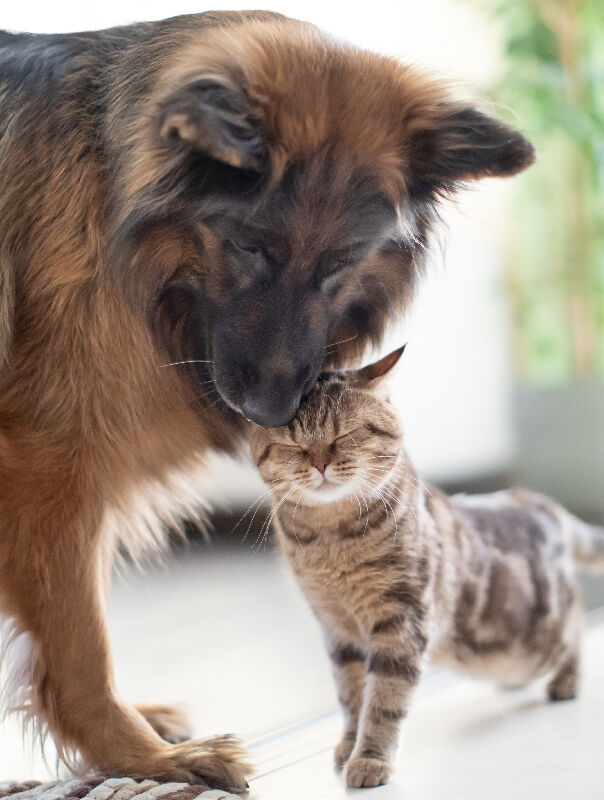 dog and cat snuggling up together